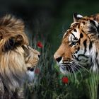 Löwe vs Tiger