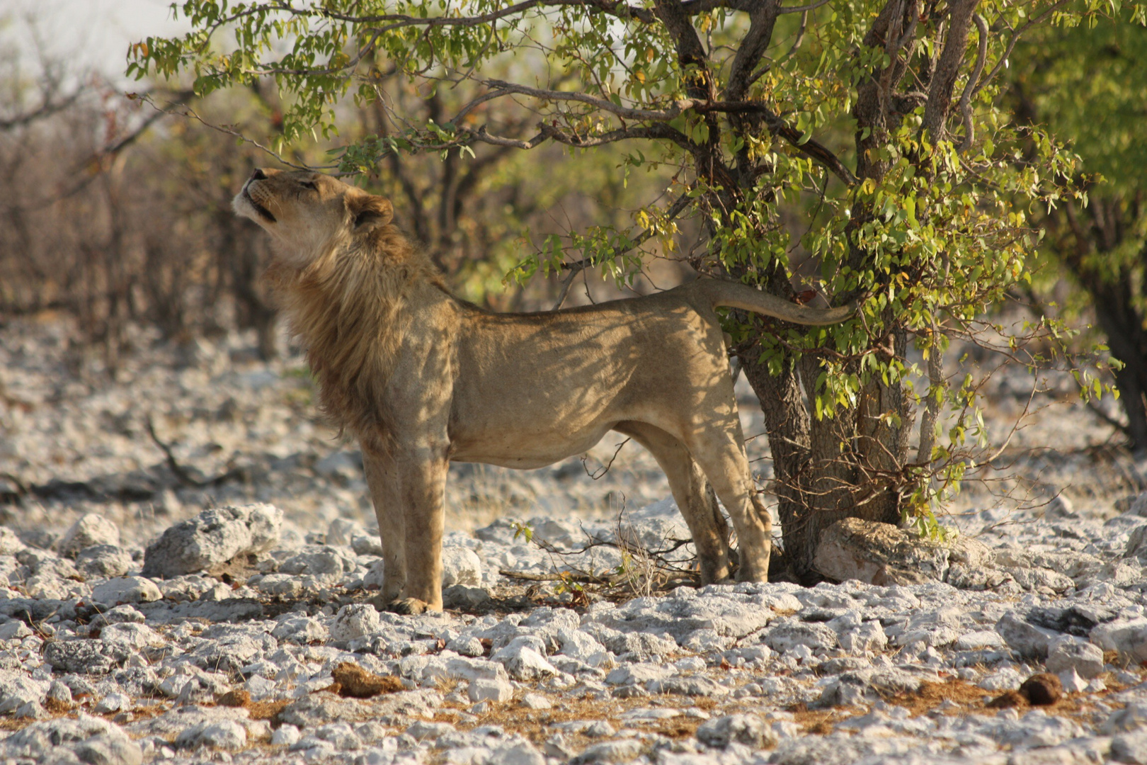 Löwe, was für ein schöner Tag im Etosha