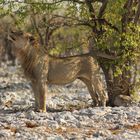 Löwe, was für ein schöner Tag im Etosha