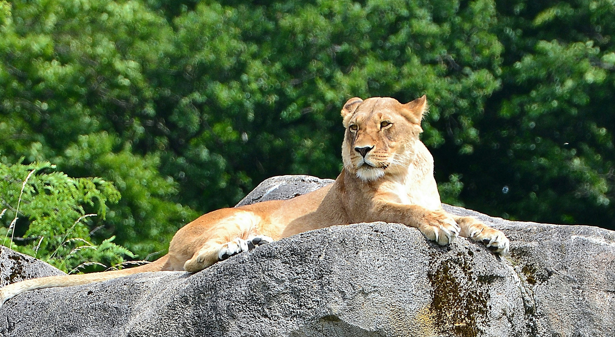 Löwe Weibchen (Panthera Leo)