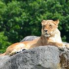 Löwe Weibchen (Panthera Leo)