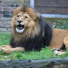 Löwe Zoo Duisburg