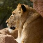 Löwe-Zoo-Hannover