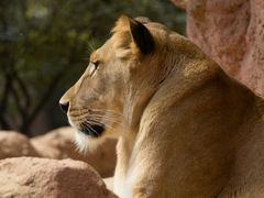 Löwe-Zoo-Hannover