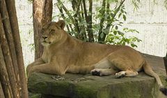 Löwe Zoo Münster