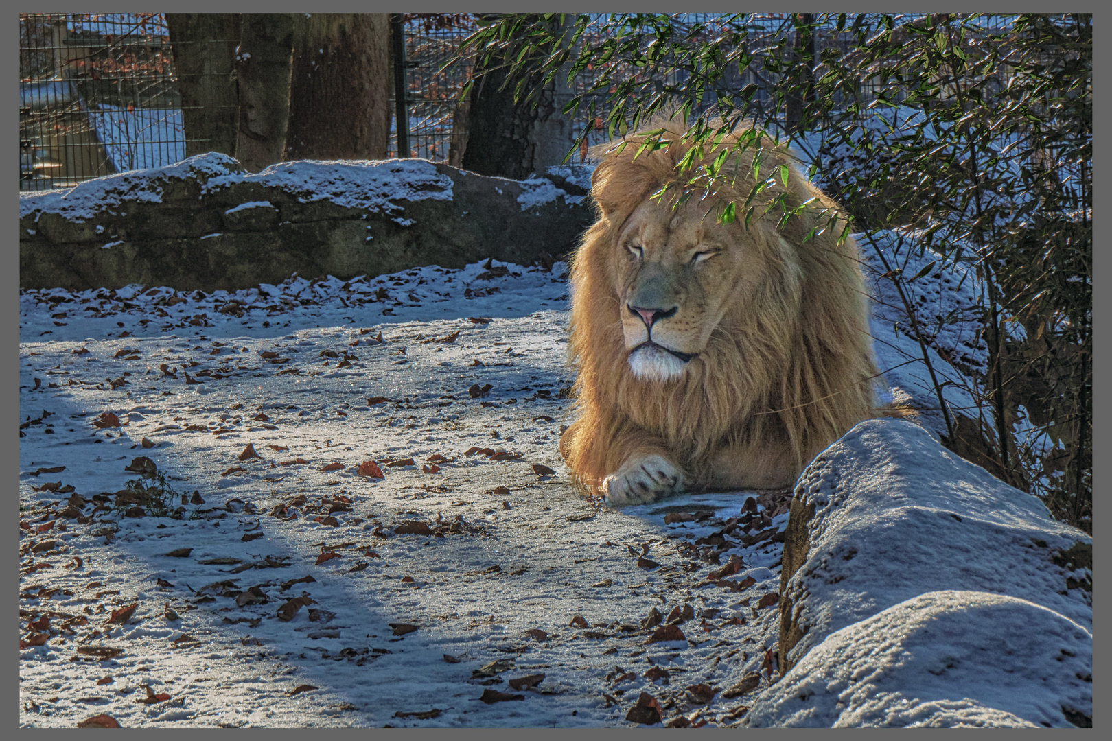 Löwe Zoo Neunkirchen