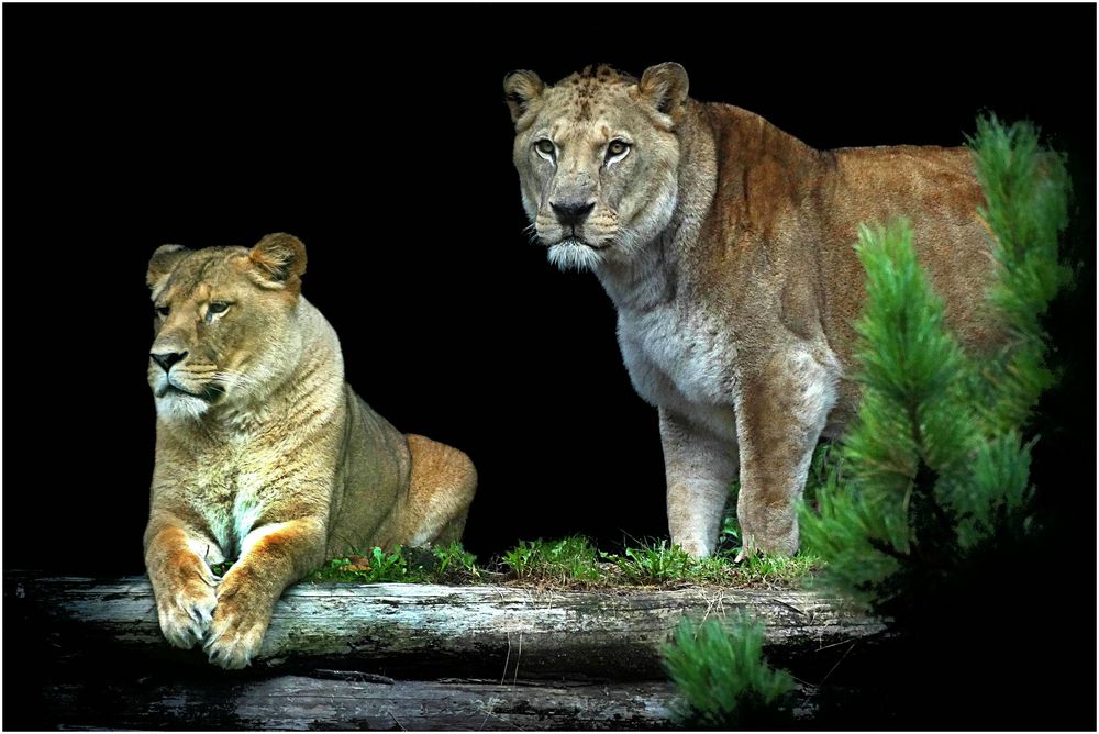 Löwe Zoo Neuwied