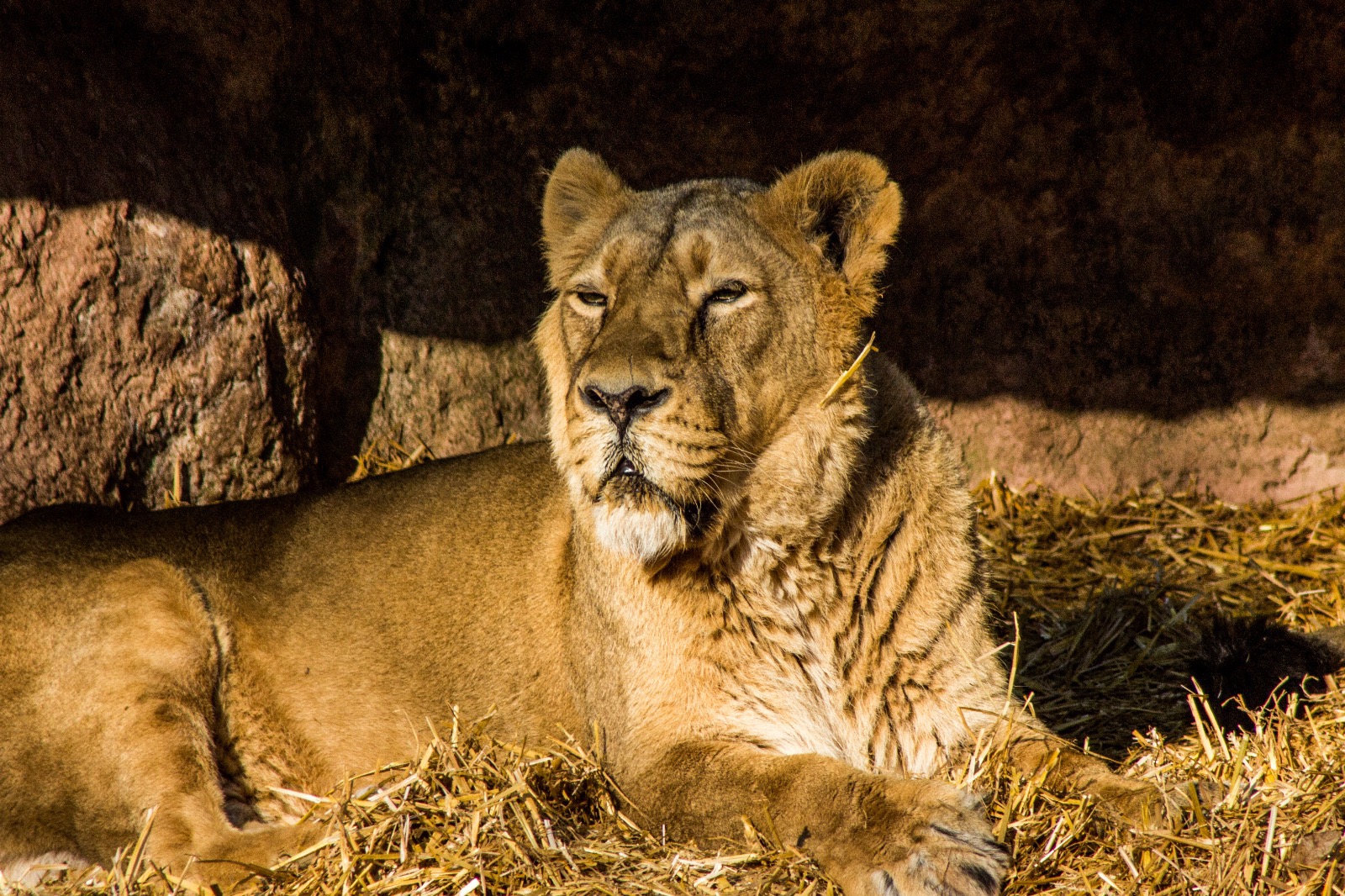 Löwe Zoo Nürnberg 2016 Mai