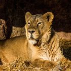 Löwe Zoo Nürnberg 2016 Mai