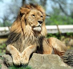 Löwe - Zoo Schwerin