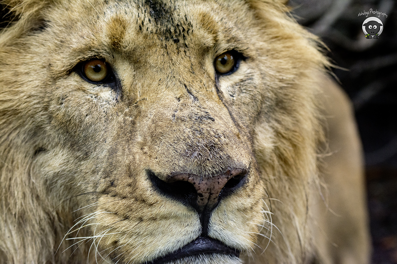 Löwe-Zoo Vienna