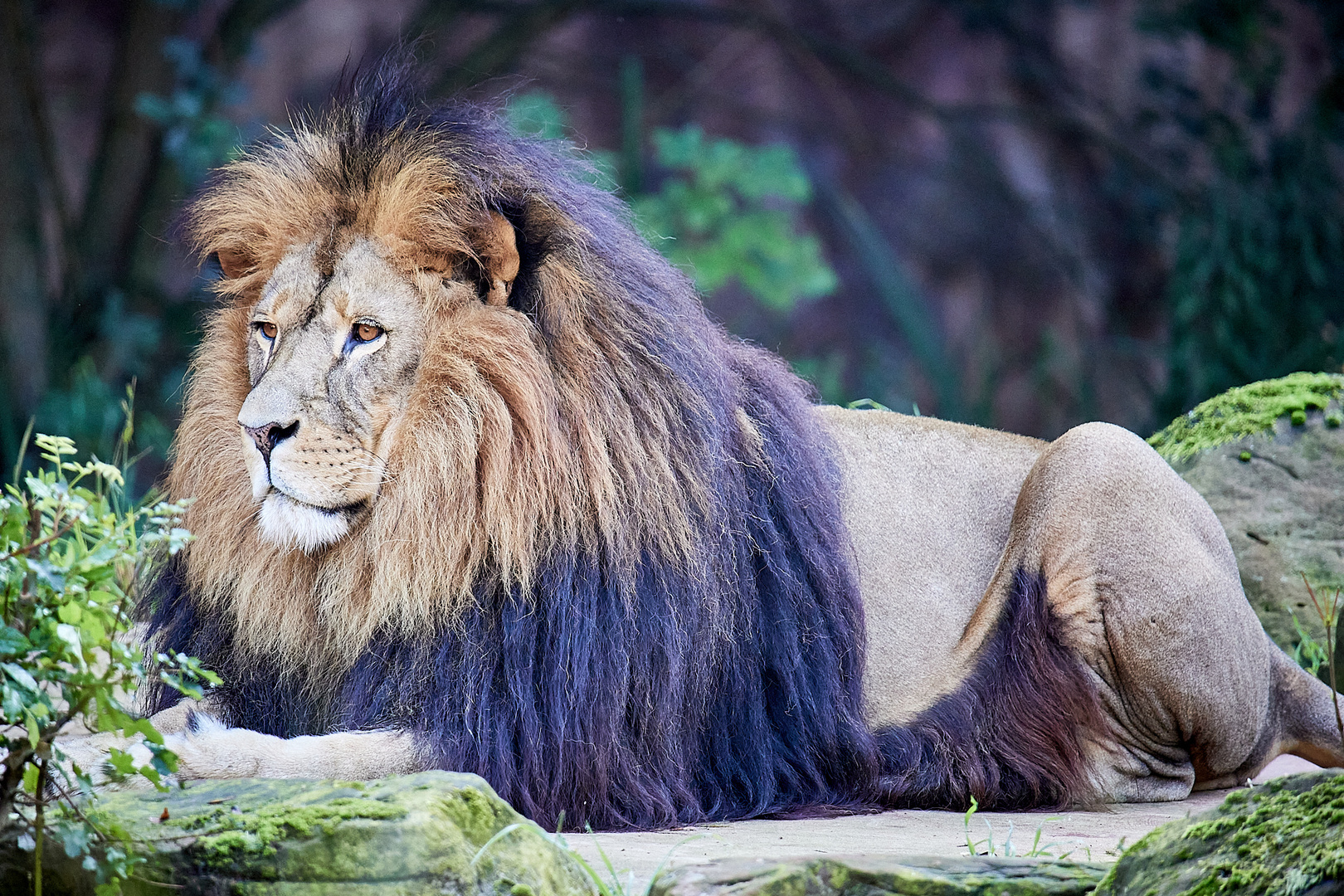 Löwe - ZOOM Erlebniswelt Gelsenkirchen