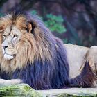 Löwe - ZOOM Erlebniswelt Gelsenkirchen