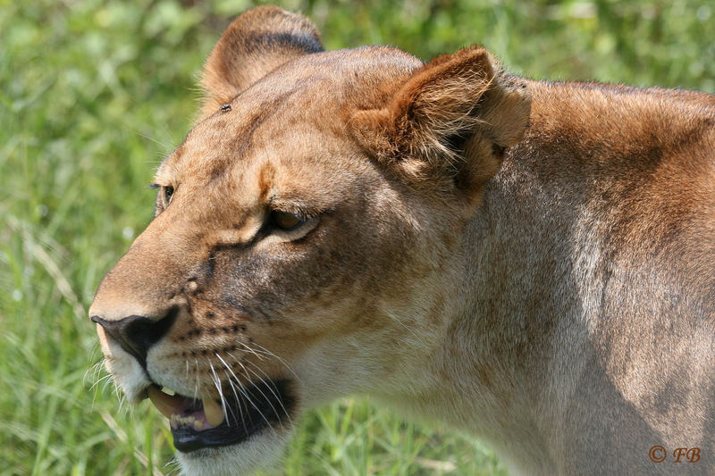 Löwe3 (Kilimanjaro-Kimana Tierreservat)