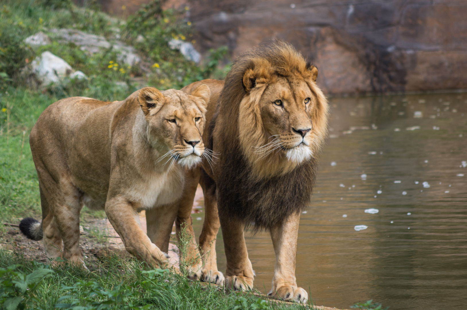 Löwen Foto & Bild tiere, zoo, wildpark & falknerei, säugetiere Bilder