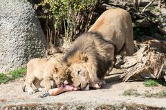 Löwen am Fressen