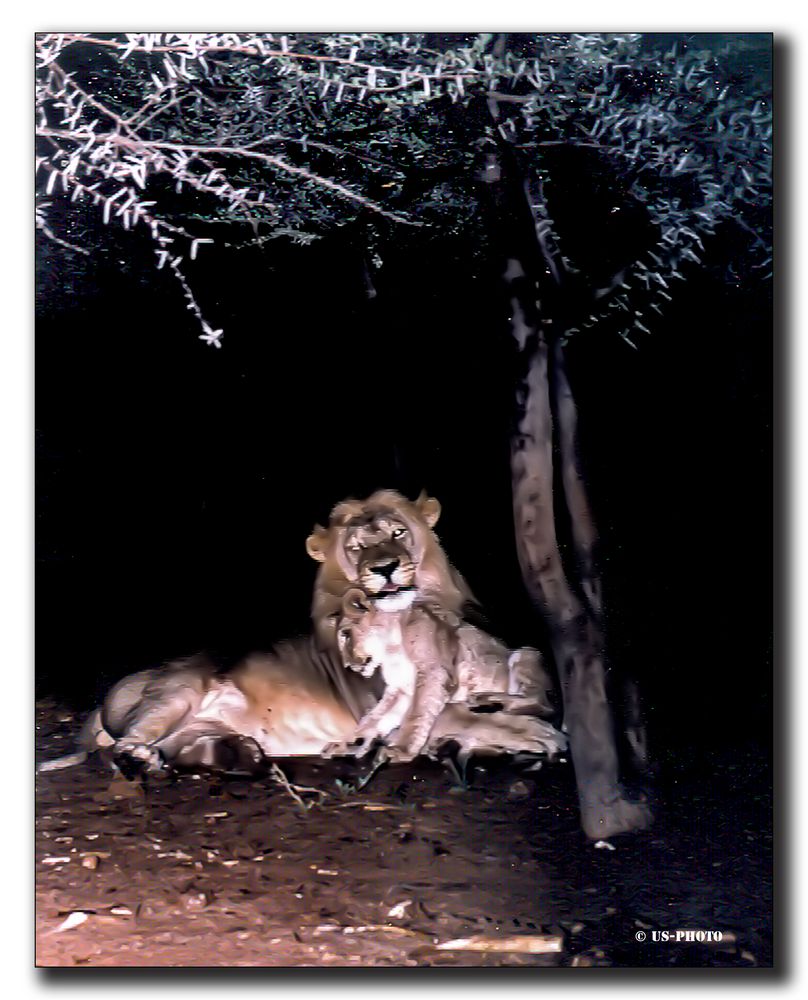 Löwen am Futterplatz - Namibia