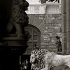 Löwen am Piazza della Signoria