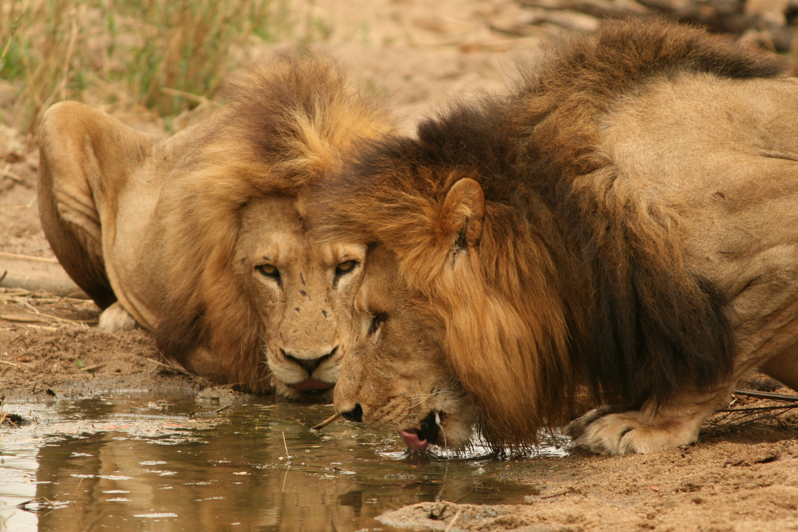 Löwen am Wasserloch