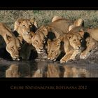 Löwen am Wasserloch