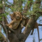 Löwen auf dem Baum