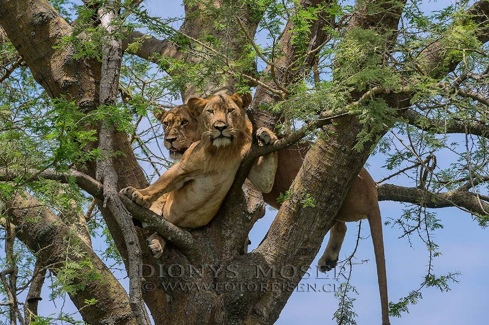Löwen auf dem Baum