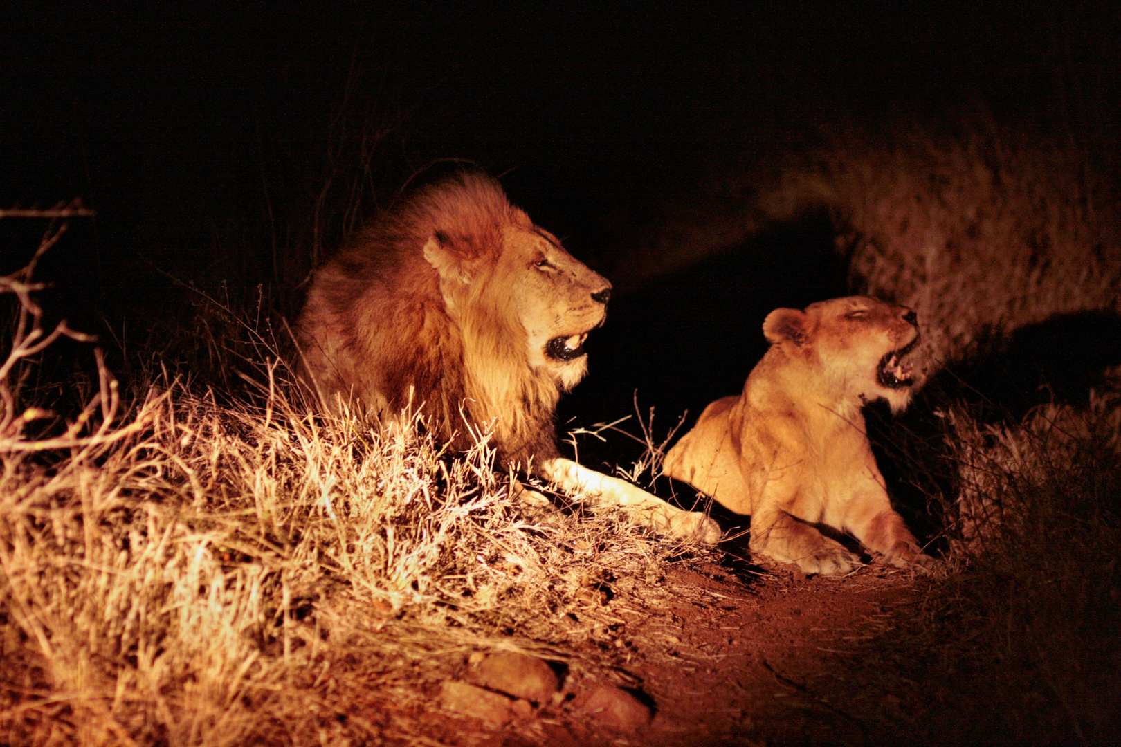 Löwen auf der Jagd