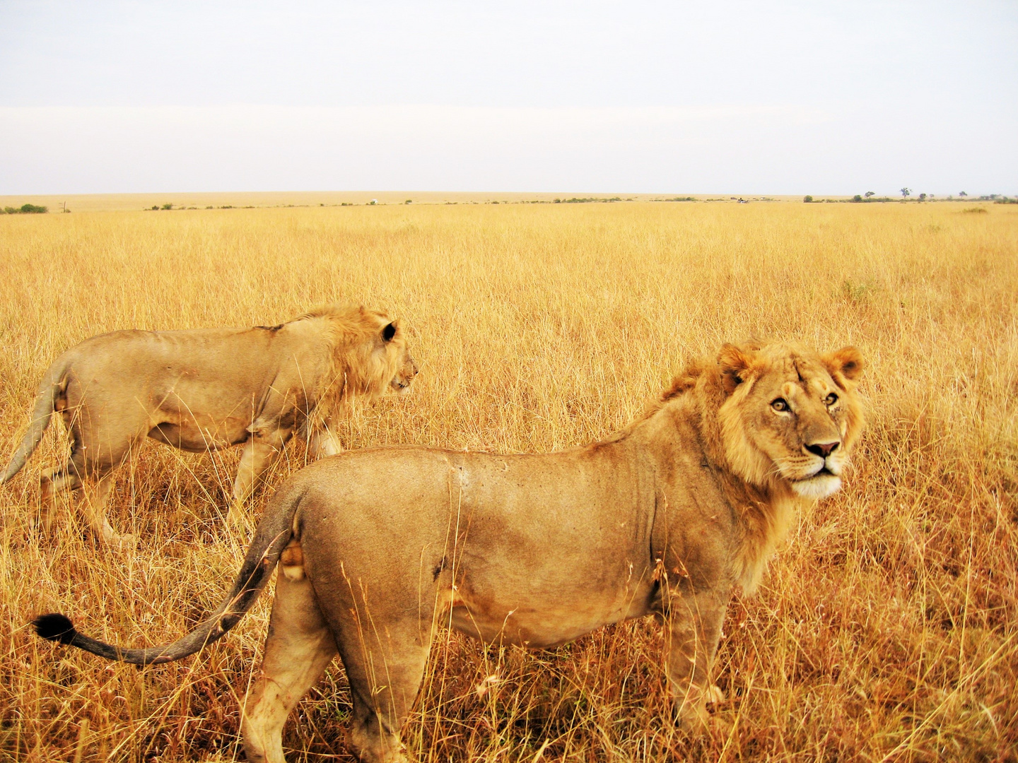 Löwen auf der Safari Kenya - Geburtstag 2009