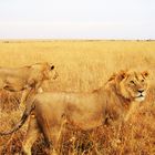 Löwen auf der Safari Kenya - Geburtstag 2009