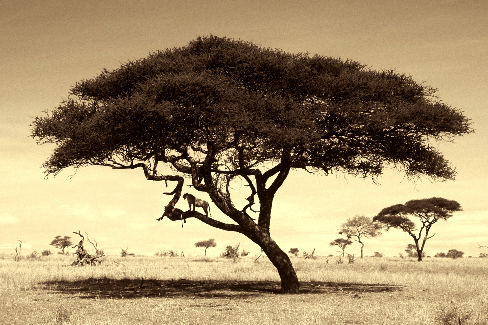 Löwen auf einer Schirmakazie(Tarangire N.P.)