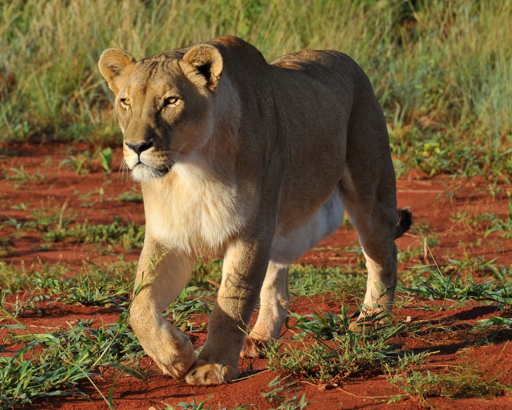 Löwen aus Okonjima 1