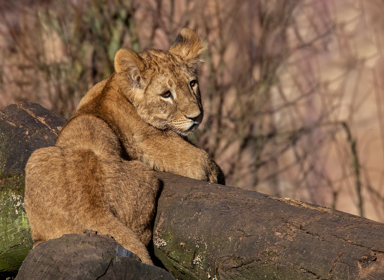 Löwen Baby 001 