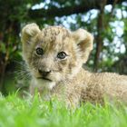 Löwen Baby 277