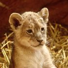 Löwen Baby 