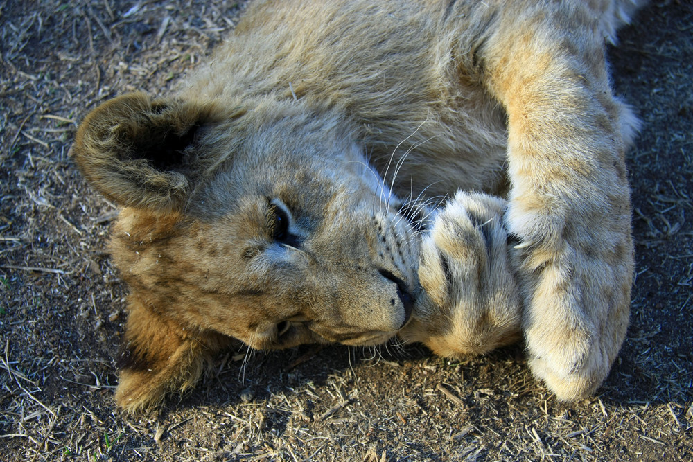 Löwen Baby