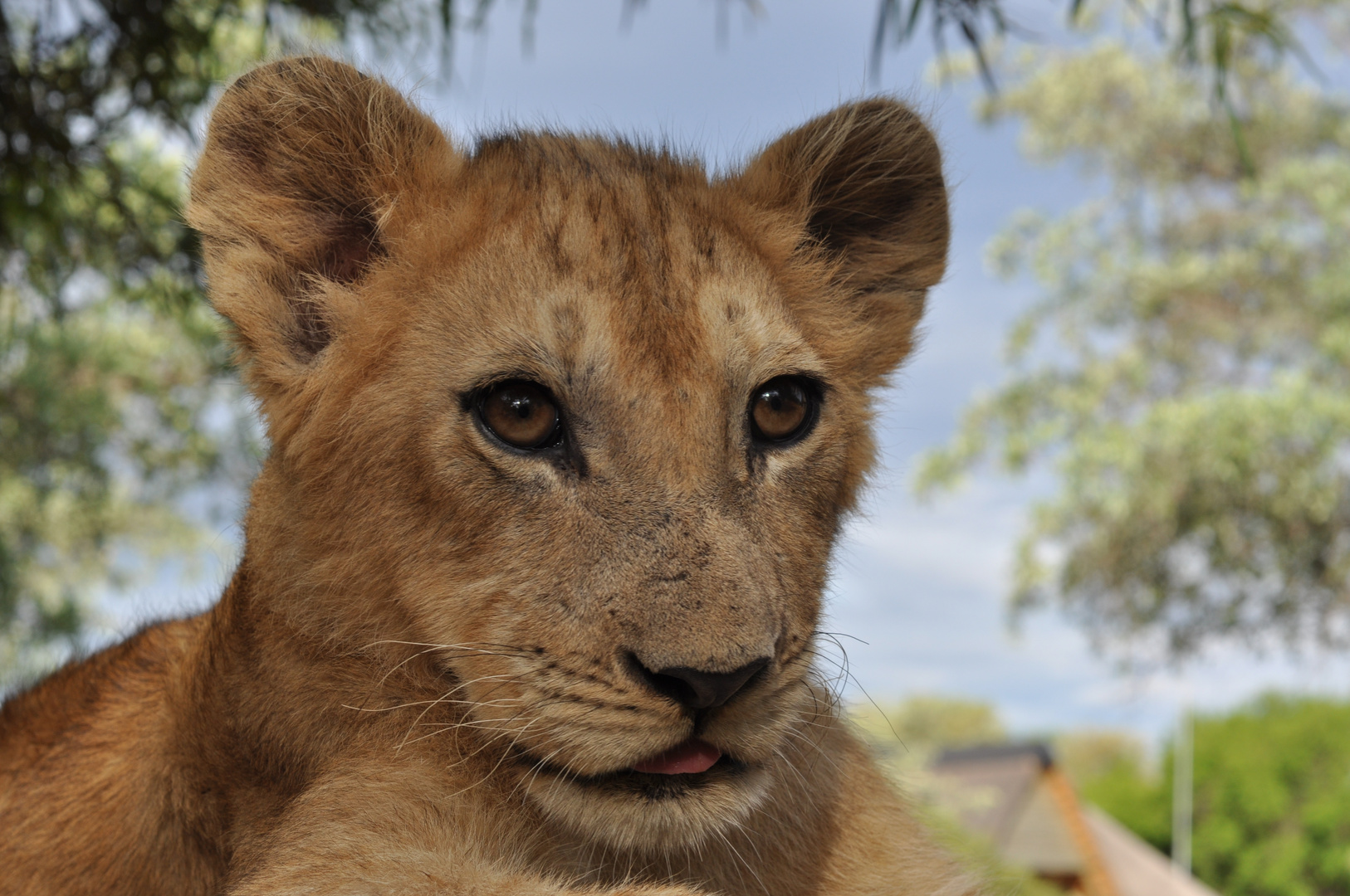 Löwen Baby / Lion Cub Südafrika