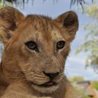 Löwen Baby / Lion Cub Südafrika