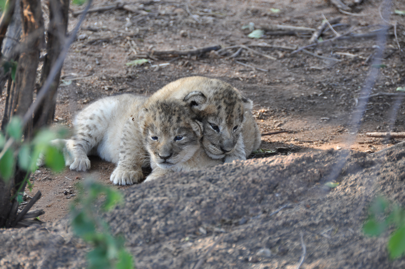 Löwen Baby / Lion Cubs two weeks old