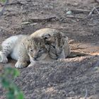 Löwen Baby / Lion Cubs two weeks old