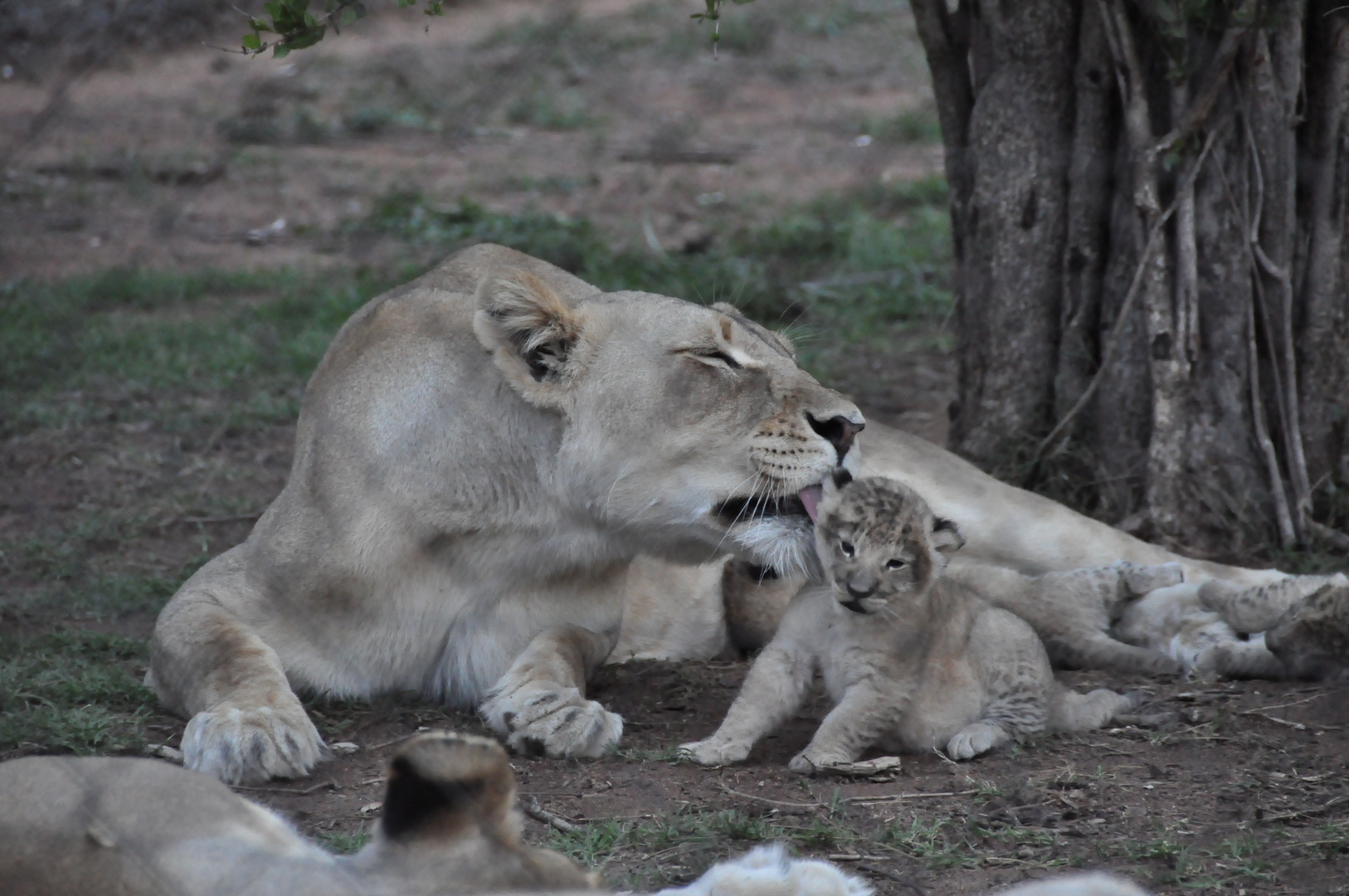 Löwen Baby / Lions Cubs Südafrika