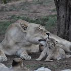 Löwen Baby / Lions Cubs Südafrika