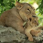 Löwen Babys (3)