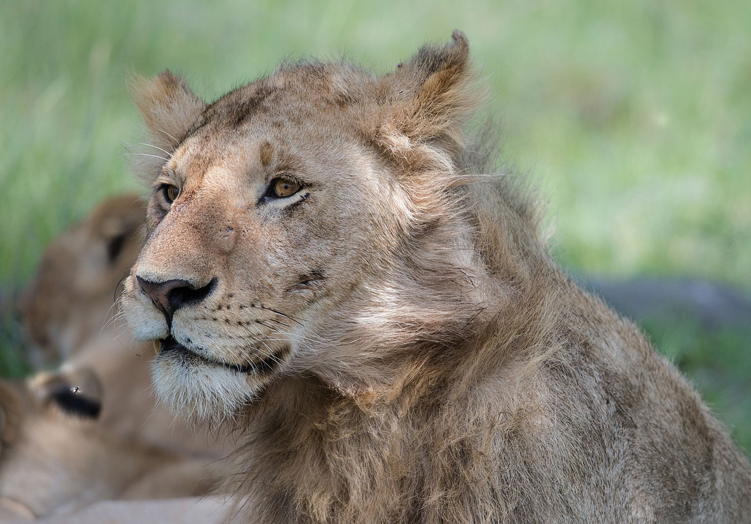 Löwen Foto & Bild | tiere, wildlife, säugetiere Bilder auf fotocommunity