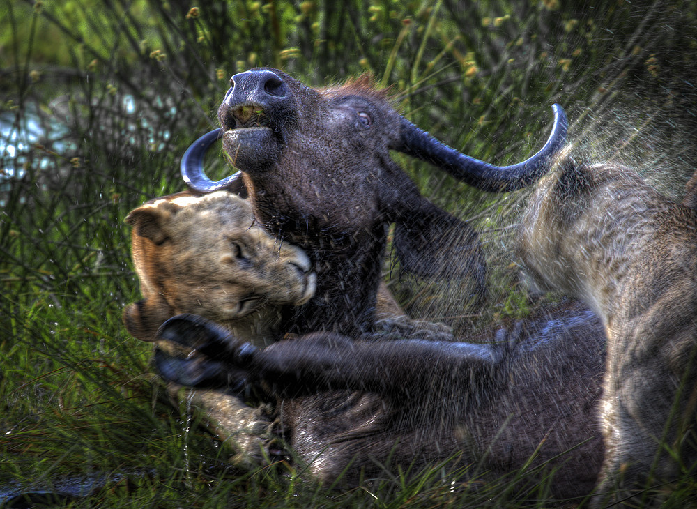 Löwen bei der Jagd