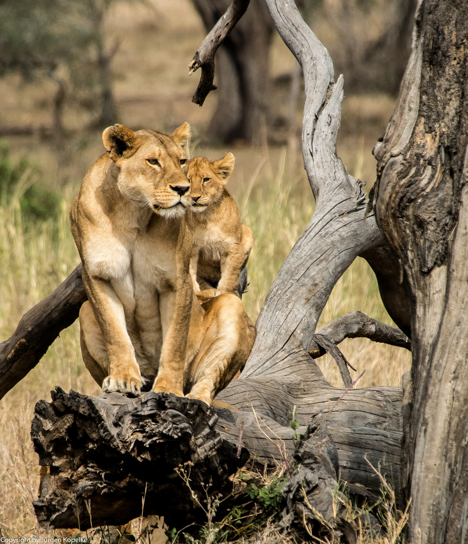 Löwen beim Beobachten der Umgebung  in der Serengeti