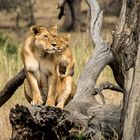 Löwen beim Beobachten der Umgebung  in der Serengeti