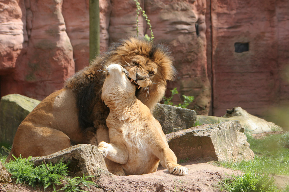 Löwen beim Liebesspiel!