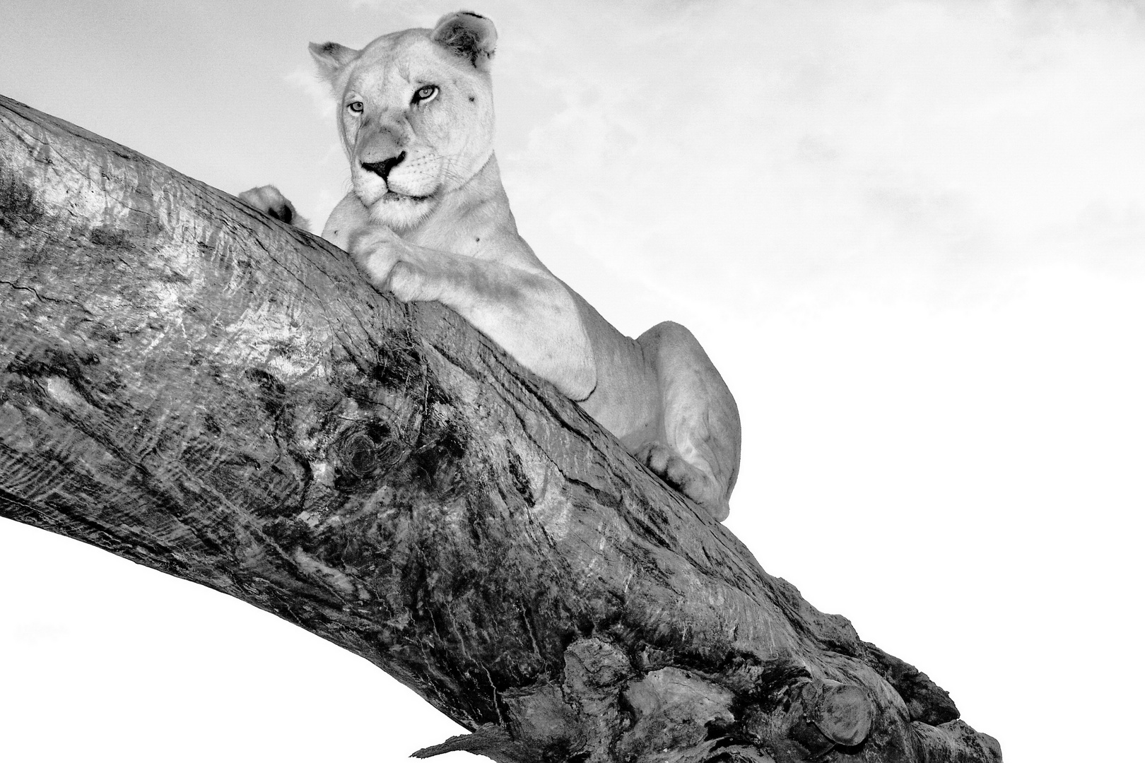 Löwen Dame auf Baum sw 5925 