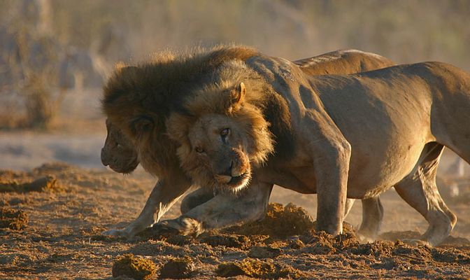 Löwen-Doku: 01.08.05 - 07:41:04