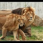 Löwen-Ehepaar